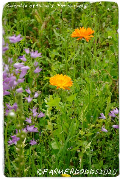 Calendula Officinalis Seeds - 600 Seeds