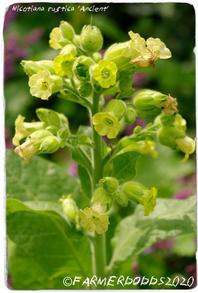 Store — Nicotiana Rustica