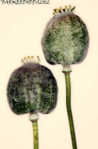 Papaver somniferum 'Asian O.B' [AKA. Asian Smooth Pod] 200 SEEDS ...