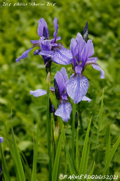 Blue iris flower, Iris sibirica. by Karina Knyspel