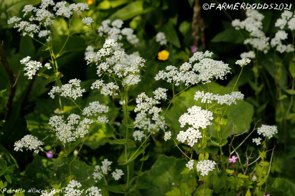 Peltaria alliacea 'Garlic Cress' 20 SEEDS | Papaver Somniferum SEEDS ...