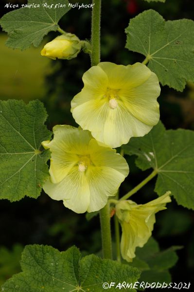 Alcea taurica 'Russian Hollyhock' 40 SEEDS  Papaver Somniferum SEEDS POPPY  HERBS FRUIT WILD FLOWERS