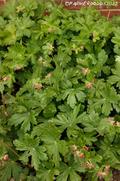 Geranium macrorrhizum 'Big Root Cranesbill' [Wild Form] SEEDS | Papaver ...