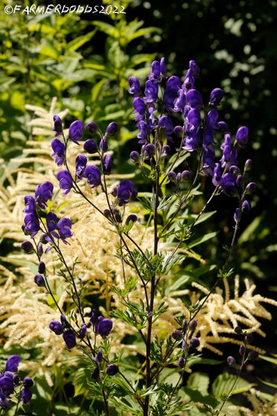 50 Plants with Purple Flowers