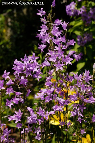 Campanula rapunculus Bellflower' 300+ SEEDS | SEEDS POPPY HERBS FRUIT WILD FLOWERS