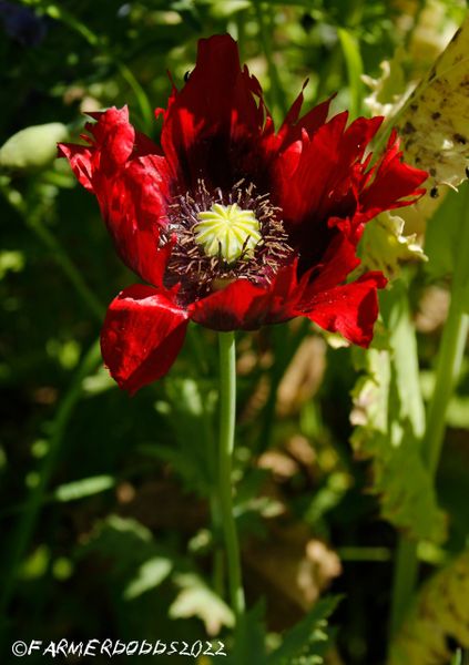 Opium Poppy, red, Papaver somniferum