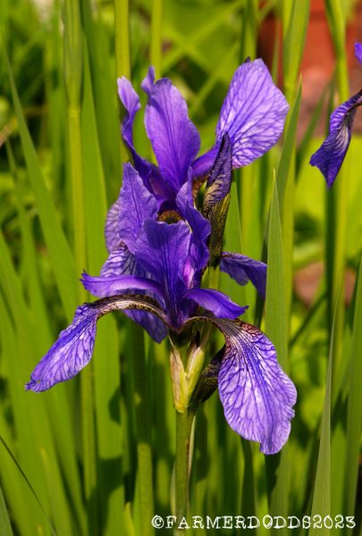 Bennerup Blue Siberian Iris, Iris sibirica 'Bennerup Blue', Monrovia Plant