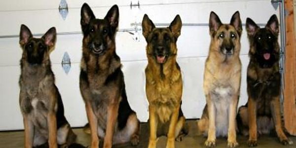 image of 5 german shepherds