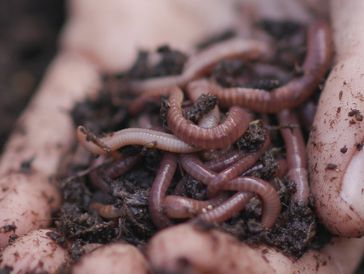 The Arizona Worm Farm  Red Wiggler Worm + Compost + Worm Castings