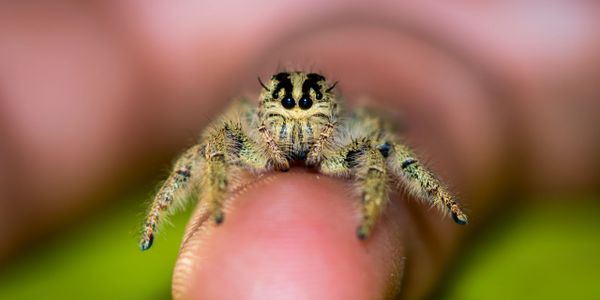 young hyllus diardi female jumping spider sitting on a finger. hyllus diardi jumping spider salticidae.