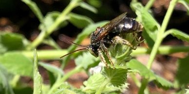 black bee with green eyes on catnip plant