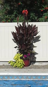 This is canna against a vinyl fence in full sun