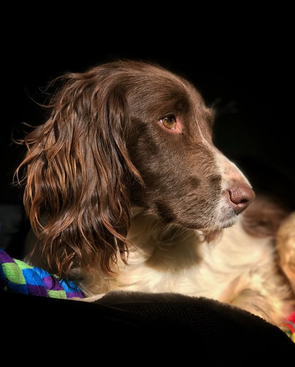 My gorgeous Springer spaniel Coco