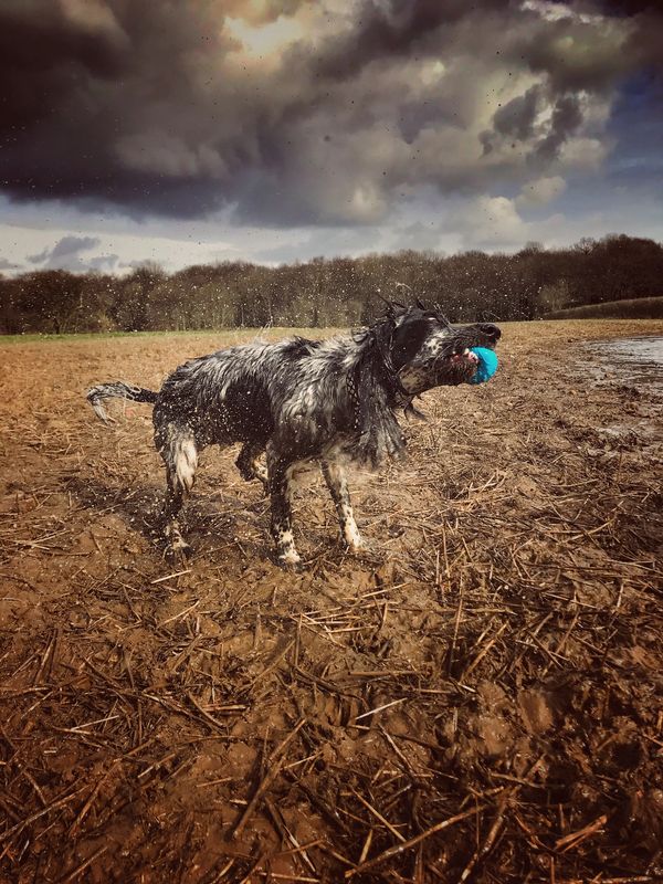 Tink enjoying getting wet and dirty playing with her ball
