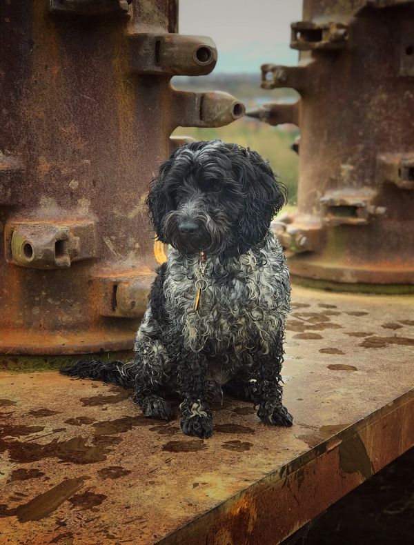 Ted cockapoo posing in front of the sculpture at Bentley community woodlands