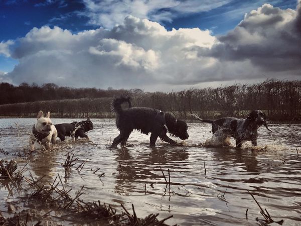 Puddle fun with the gang. Getting down and dirty with their friends 
