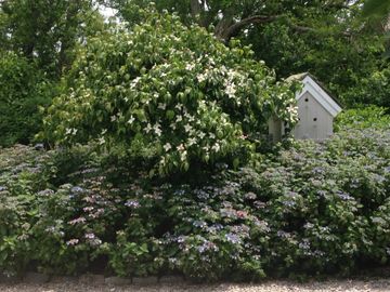 Native gardening 