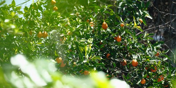 An orange tree from far