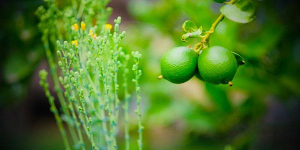 Lemon tree and flowers 