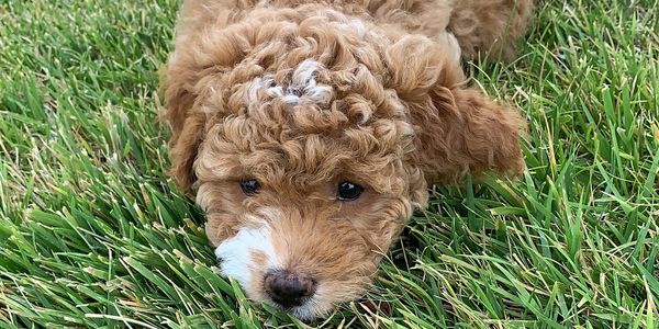 F1b mini goldendoodle relaxing in the grass 
