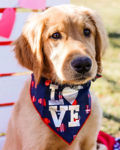 Belle, the cutest golden retriever girl! 