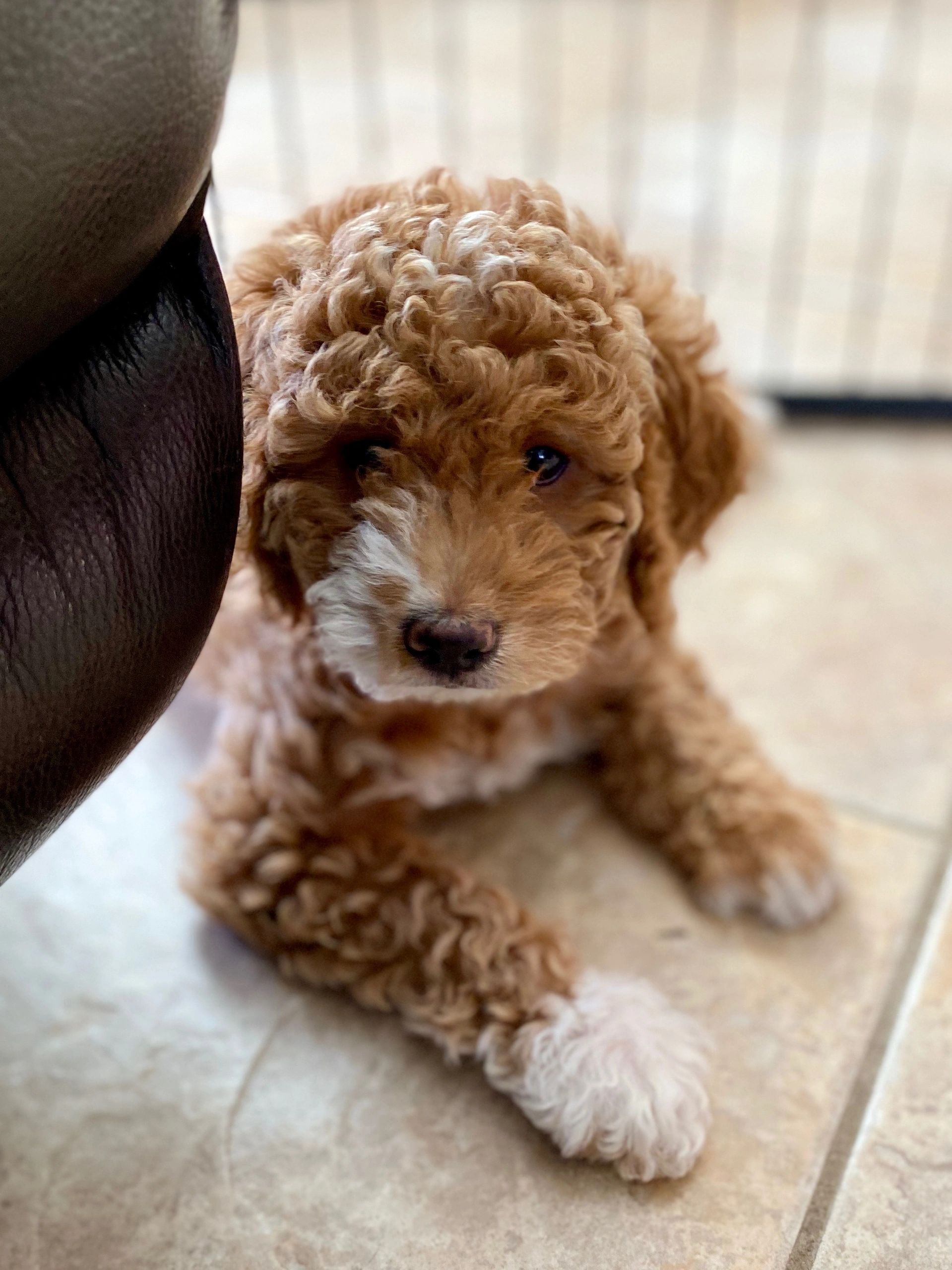 Puppy Application | Vegas Born Doodles