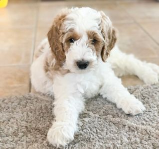 Red and white parti moyen goldendoodle mama 