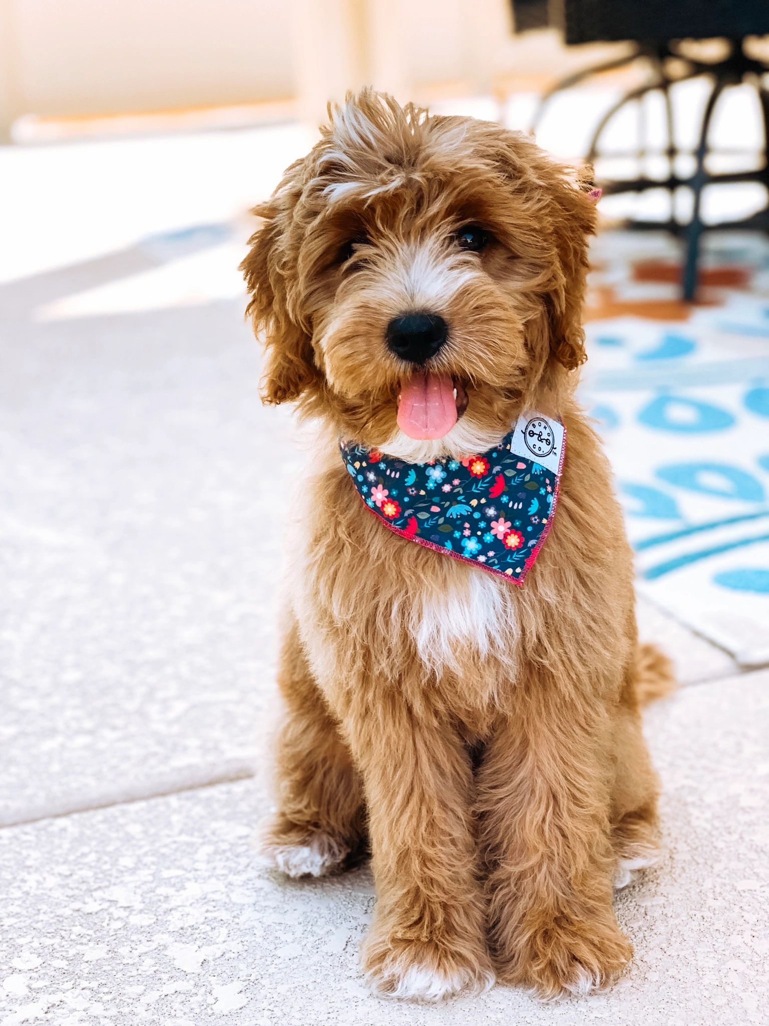 Goldendoodle Chart