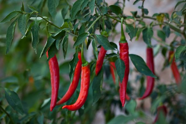 Chilli - Long Red Cayene