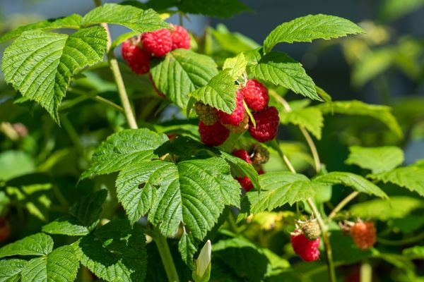 wild raspberry plant