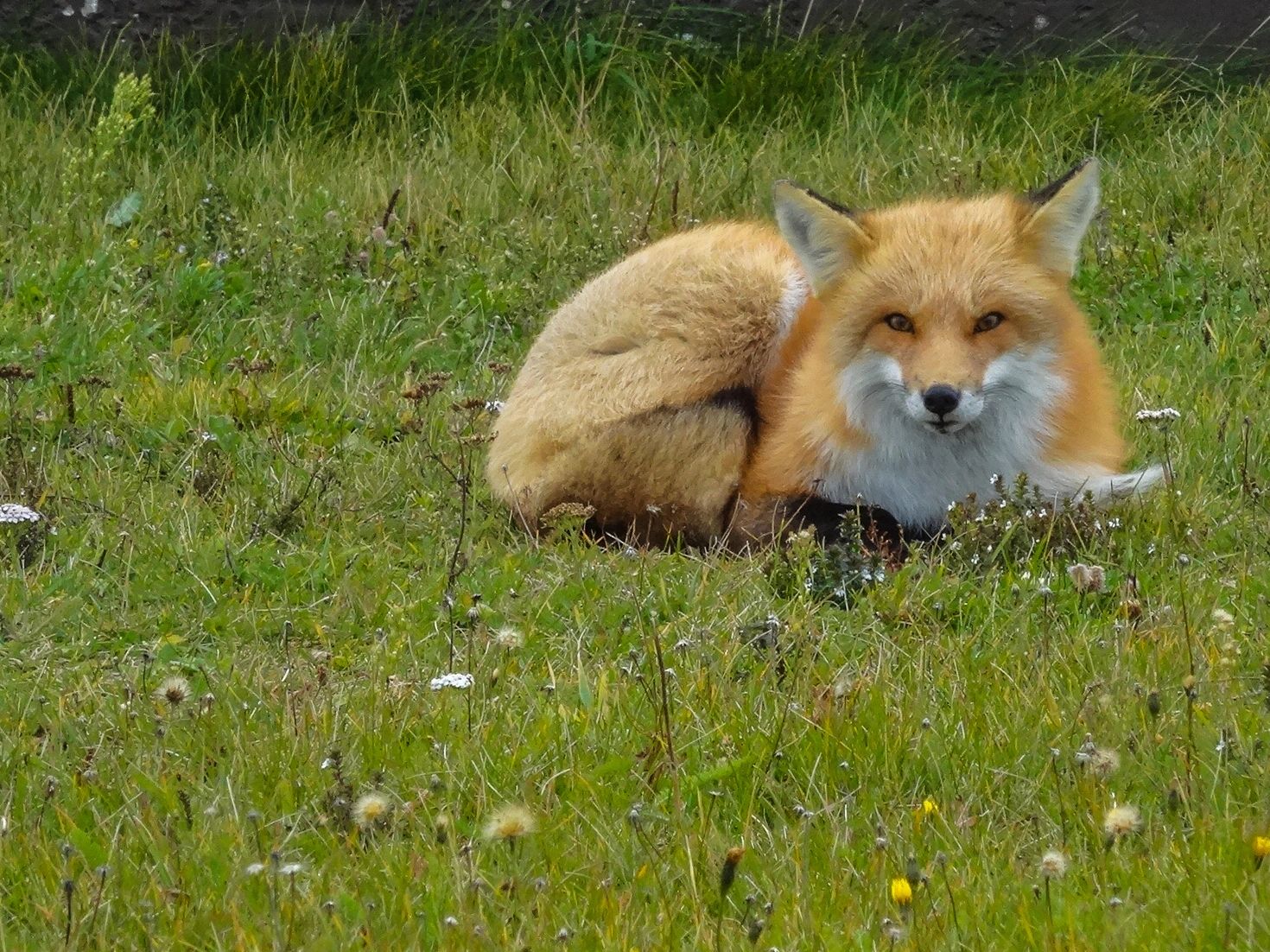 Arctic fox in Iles de la Madeleine