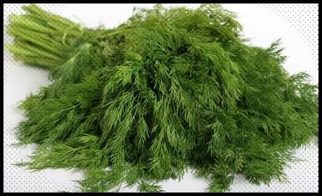 Wild Fernleaf Dill Olive Oil