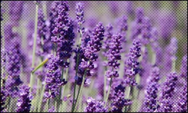 Lavender Balsamic