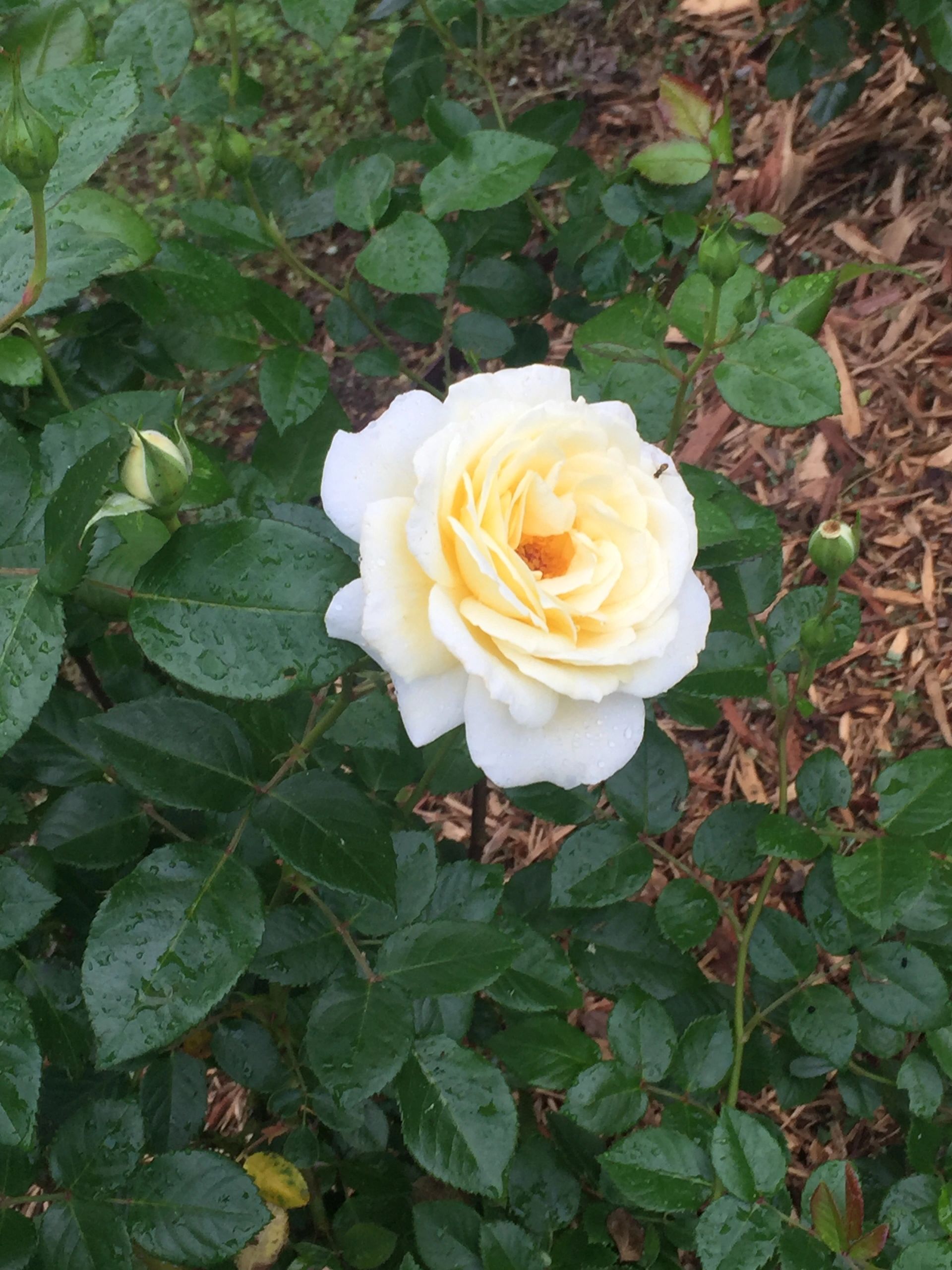 A beautiful picture of a white and yellow rose