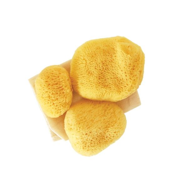 Sea Sponge Tampons PACK of 12 NO Chemicals Sustainably Harvested