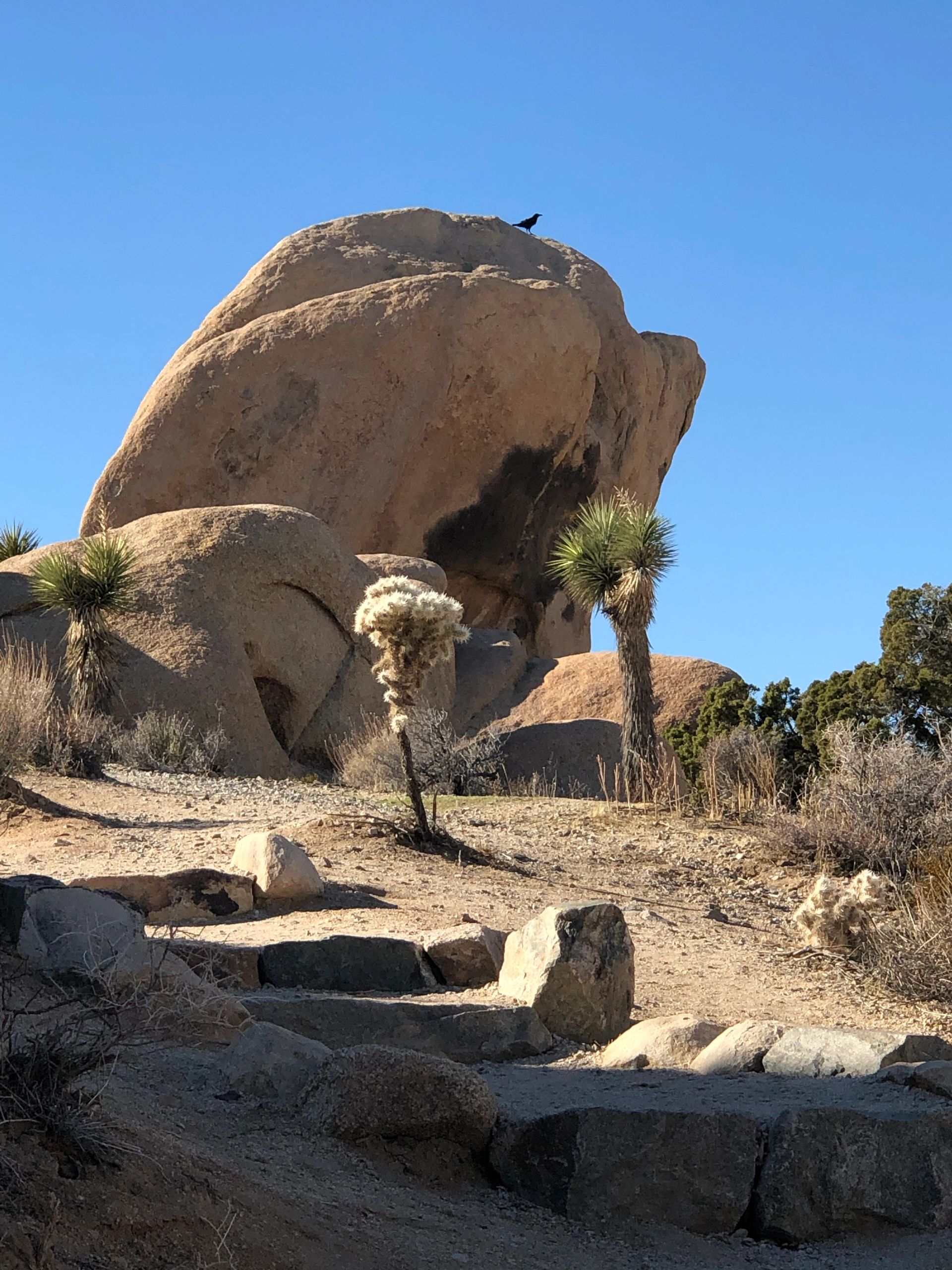 A Raven sits atop a large boulder of white tank granite in Joshua Tree National Park.