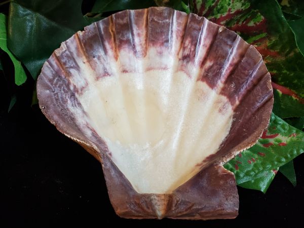 Lions Paw Scallop Shells for Smudging, Farm Raised