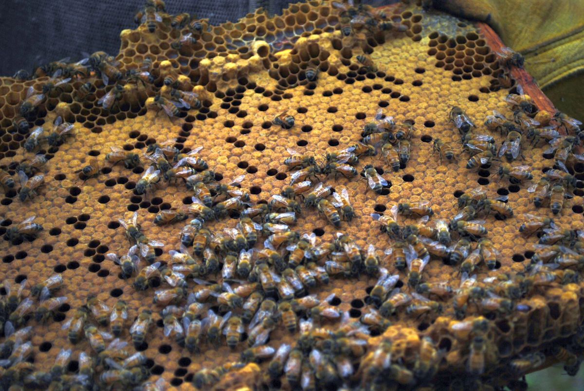 The Bee Barn | Honey Farm & Beekeeping Store photo 3