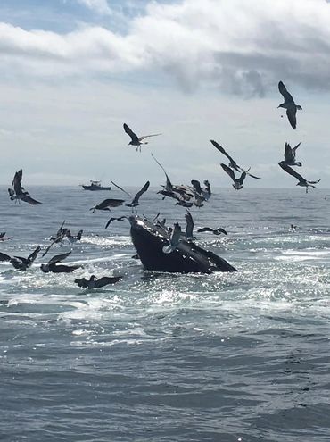 Humpback Whales feeding on Stellwagon Bank