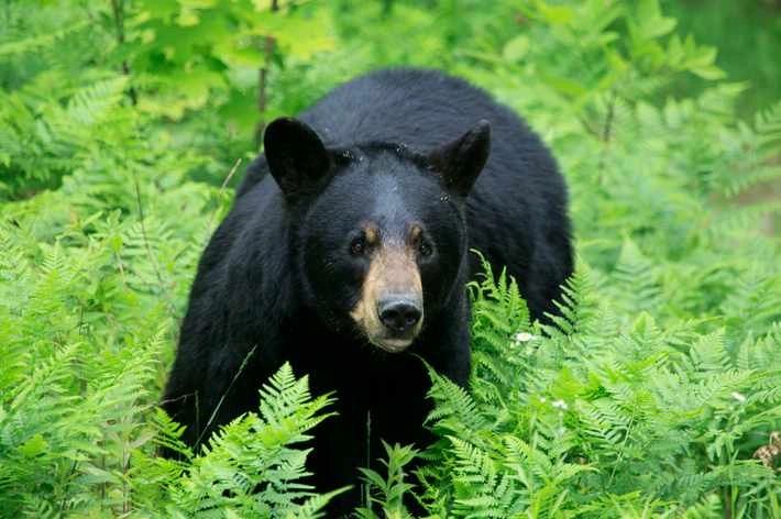 Ours noir à la Pourvoirie Mistawak