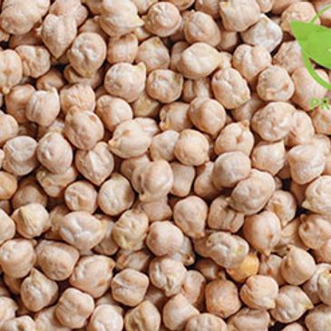 refined kabuli chickpea SUDANESE KABULI CHICKPEA (WHOLE) Sudan Africa proseeds world import export