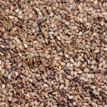 Kordofan Brown (Red) Sesame Seeds Sudan Africa proseeds world import export