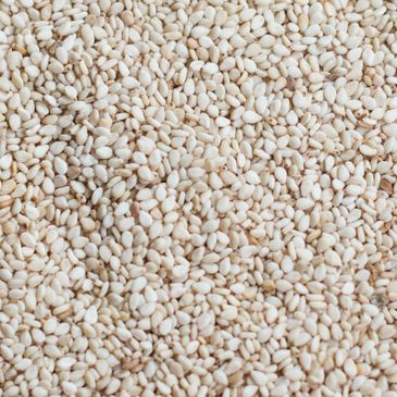 Gadarif White Sesame Seeds Sudan Africa proseeds world import export