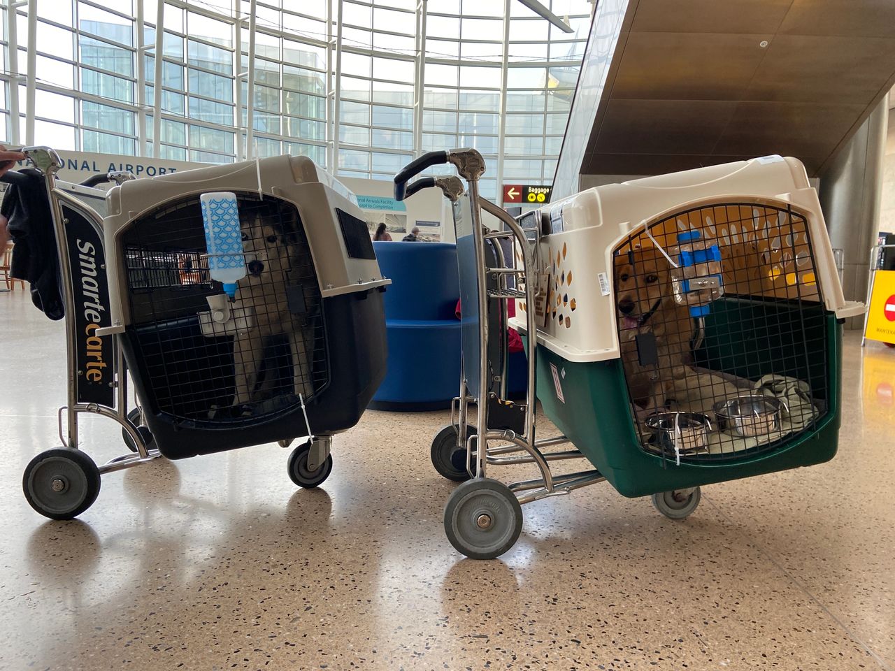 Moving to Japan Part 1 Pets Life As A Jordan