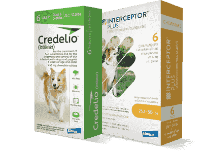 credelio interceptor ticks fleas