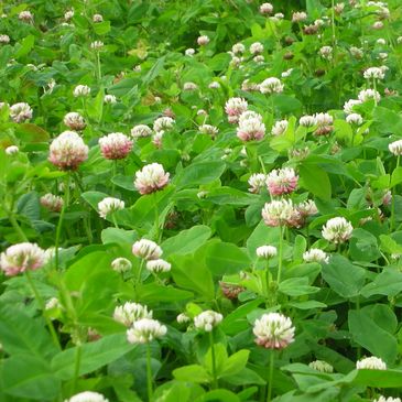 Balado Farm rich clover grazing