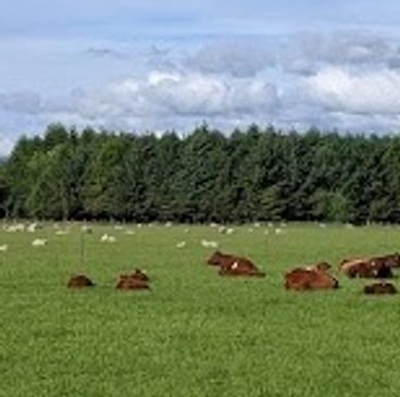 Lamb and cattle grazing at Balado Farm