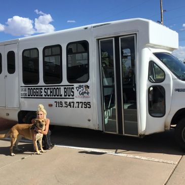 doggie bus dog