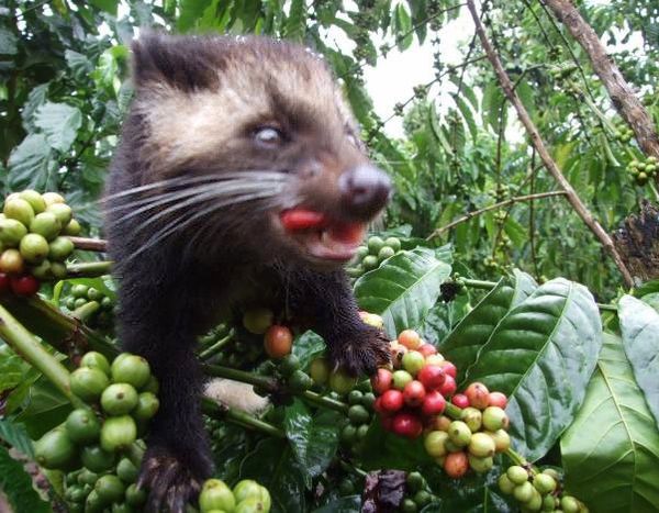 Civet Coffee - Alamid (Specialty) (Out of Stock) Contact us for orders