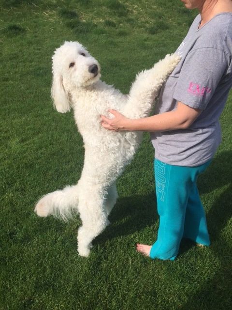 are goldendoodles good therapy dogs